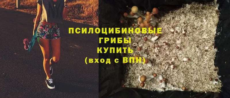 Псилоцибиновые грибы Psilocybe  ОМГ ОМГ зеркало  Октябрьский 